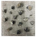 Variety of Brachio Pod Fossils