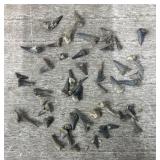 Variety of Fossilized Shark Teeth