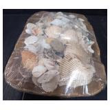 Variety of Sea Shells w/ Bowl