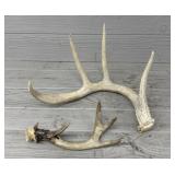 (2) Various Deer Antlers