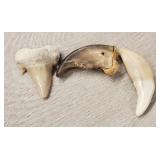 Bear Claw & Tooth & Otodus Tooth