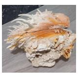 SPONDYLAS Spiny Oyster Shell w/ Barnacle