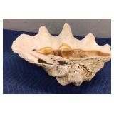 Very Large Clam Shell