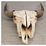 Bison Skull