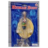 Human Body Anatomy Sealed