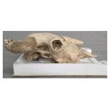 Pre 1860 North Dakota Bison Skull
