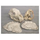 Bear Skull w/ Plaster Prints & Beaver Skull