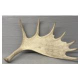 Single Moose Horn