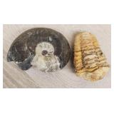 Goniatite & Trilobite Fossils