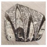 Polished Orthoceras Fossil