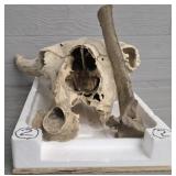 Pre 1860 North Dakota Bison Skull #2