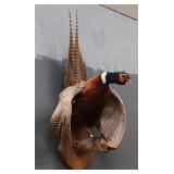 Ring Necked Mounted Pheasant