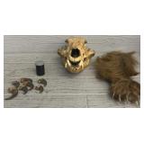 Bear Skull, Paw, Claws, Teeth
