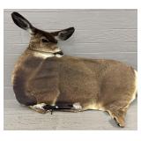Montana Hunting Mule Deer Decoy