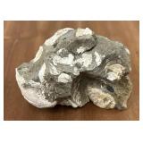 1+lb Clam Shell Fossil
