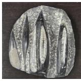Large Fossil
