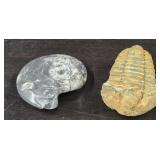 Trilobite & Fossil