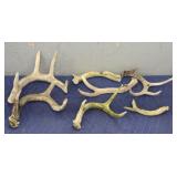 (7) Various Antlers w/ Wood Crate