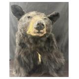 Black Bear Shoulder Mount