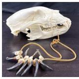 Bear Skull & Bear Claws