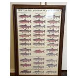 Framed Trout, Salmon, & Char of North America