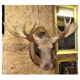 Moose head mount >