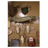 Muskie and European deer mounts