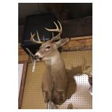 three 8 point bucks >>>