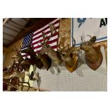Various Taxidermy Mounts;