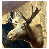 Moose Taxidermy Mount> Moose Taxidermy Mount>
