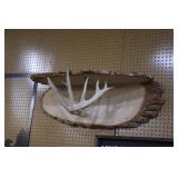 Live edge antler shelf