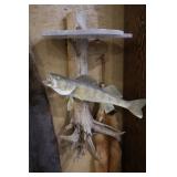 mounted Walleye under ice