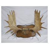 plaque mounted Moose