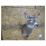 Whitetail