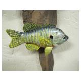 Pumpkinseed close up >