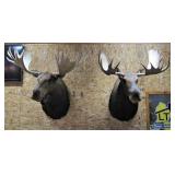two Moose shoulder mounts>
