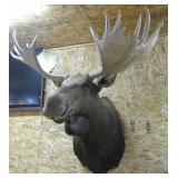 left one - 61 inch antlers >>