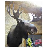 right one - 50 inch antlers >