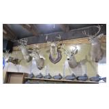 group pic of deer - close ups >