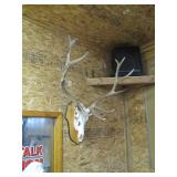 plaque mount Elk antlers