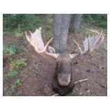 56" Moose shoulder mount>