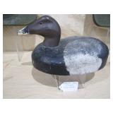 canvasback drake, unknown