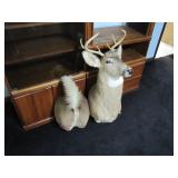 deer head and butt mount