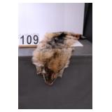 Tanned Coyote Hide