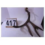 9 Point Deer Rack One Side