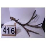 8 Point Deer Rack One Side