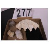 Crystals & Sea Shell