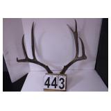 Deer Antler 7 Points??