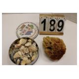 Tin of Sea Shells ~ Demosponge