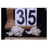 2 Pink Murex Shells